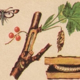 Staklena kutija na ribizlu: mjere kontrole, fotografija